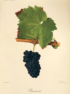 Pinot Noir-Traube