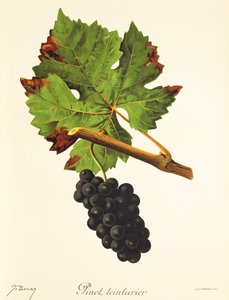Pinot Teinturier-Traube