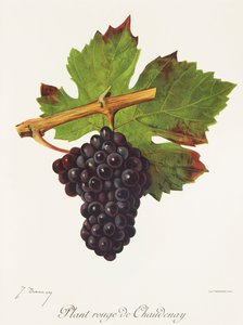 Plant Rouge de Chaudenay Traube von Jules Troncy