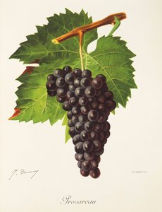 Provareau-Traube von Jules Troncy