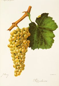 Putzscheere-Traube von Jules Troncy