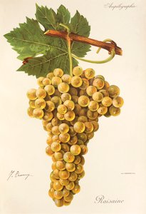 Raisaine-Traube von Jules Troncy