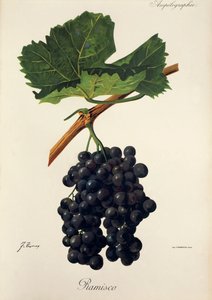 Ramisco Traube von J. Troncy von Jules Troncy