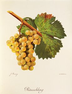 Räuschling-Traube von Jules Troncy