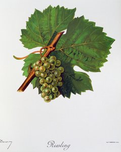 Riesling-Trauben aus Ampelographie, Traité général de viticulture, Bd. II, von Pierre Viala und Victor Vermorel, Paris
