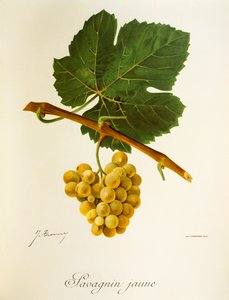 Savagnin-Jaune-Traube von Jules Troncy