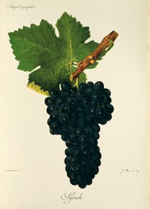 Syrah-Traube