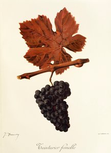 Teinturier Femelle-Traube von Jules Troncy
