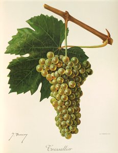 Tressallier-Traube von Jules Troncy