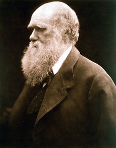 Charles Darwin, britischer Naturforscher, ca. 1870er Jahre von Julia Margaret Cameron