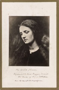 Die Wildblume von Julia Margaret Cameron