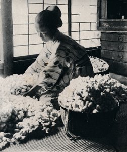5000 Seidenraupen fressen 125 Pfund Maulbeerblätter für 8 Seidenstränge, um ein Kimono zu machen, um 1900, 1921