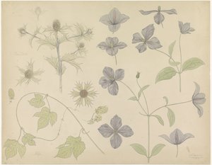 Studienblatt mit Meeresdistel, Hopfen und Clematis von Julie de Graag