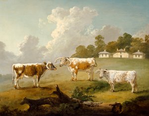 Drei Langhornrinder in Kenwood, 1797