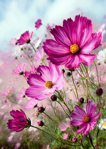 Lebendige rosa Kosmeen von Justyna Jaszke