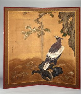 Habichtsadler und Eiche