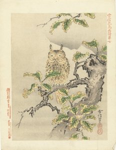 Eule auf Ast (Serientitel: Blumen- und Vogelskizzen von Kano Tsunenobu)