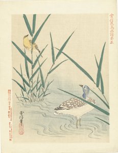 Wasservogel schaut auf gelben Singvogel