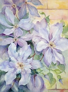 Clematis, Der Präsident