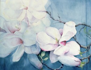 Magnolie Soulangeana (horizontal)