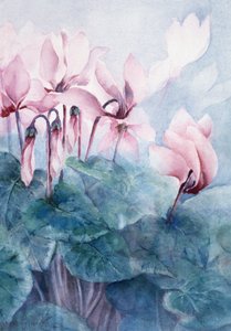 Rosa Cyclamen Pseudibericum von Karen Armitage