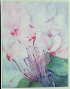 Rosa Alpenveilchen, Victoria von Karen Armitage