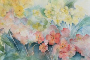 Polyanthus, gemischte Hybriden