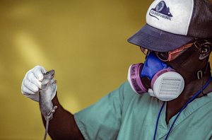 Labortechniker hält eine Lassa-Ratte und trägt eine Gesichtsmaske, um sich vor Lassa-Fieber zu schützen