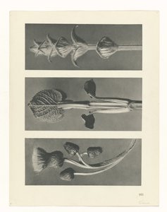 Pflanzenstudie (Urformen der Kunst) von Karl Blossfeldt