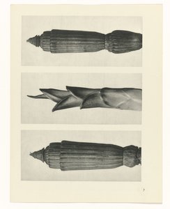 Pflanzenstudie (Urformen der Kunst) von Karl Blossfeldt