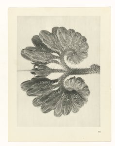 Pflanzenstudie (Urformen der Kunst) von Karl Blossfeldt
