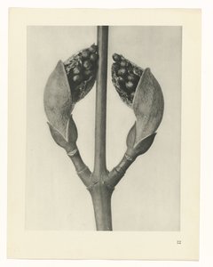 Pflanzenstudie Urformen der Kunst (Serientitel) von Karl Blossfeldt