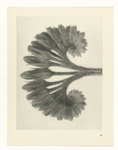Pflanzenstudie Urformen der Kunst (Serientitel) von Karl Blossfeldt