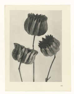 Pflanzenstudie Urformen der Kunst (Serientitel) von Karl Blossfeldt