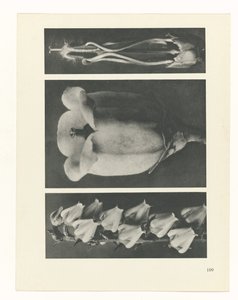 Pflanzenstudie Urformen der Kunst (Serientitel) von Karl Blossfeldt