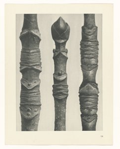 Pflanzenstudie Urformen der Kunst (Serientitel)