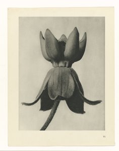 Pflanzenstudie Urformen der Kunst (Serientitel) von Karl Blossfeldt