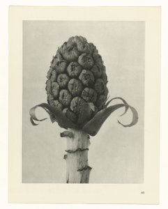 Pflanzenstudie Urformen der Kunst (Serientitel) von Karl Blossfeldt