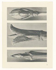 Pflanzenstudie Urformen der Kunst (Serientitel) von Karl Blossfeldt