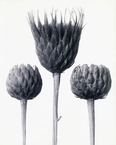 Serratula Nudicaulis (Kahlstängelige Sägewurz), ca. 1928 von Karl Blossfeldt