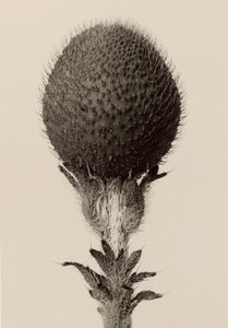 [Dornige Knollenpflanze] von Karl Blossfeldt