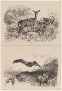 Hirsch, Adler