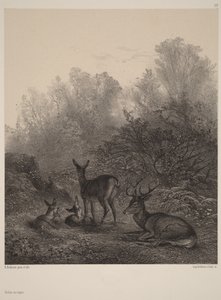  von Karl Bodmer