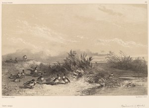 Wildenten von Karl Bodmer