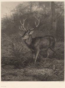 Cerf Dix-Cors von Karl Bodmer