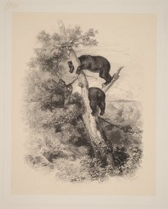  von Karl Bodmer
