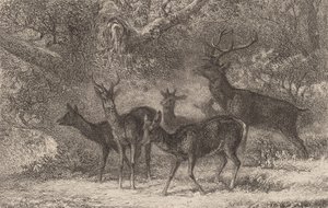 Le harde von Karl Bodmer