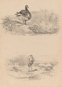 Gans, Reiher