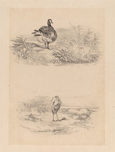 Gans, Reiher von Karl Bodmer