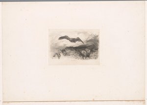 Fliegender Adler